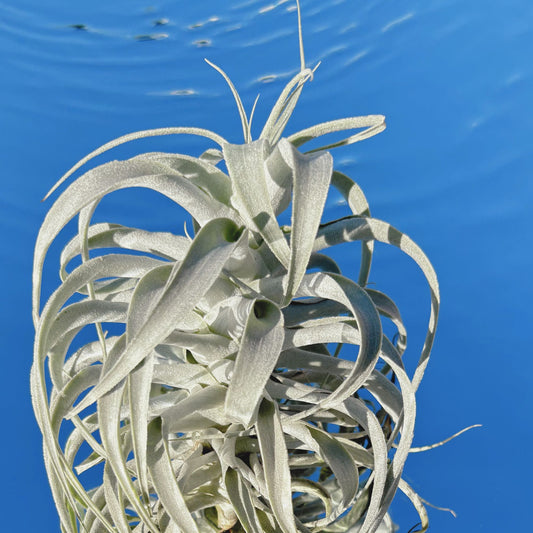 The Tillandsia Cacticola Air Plant