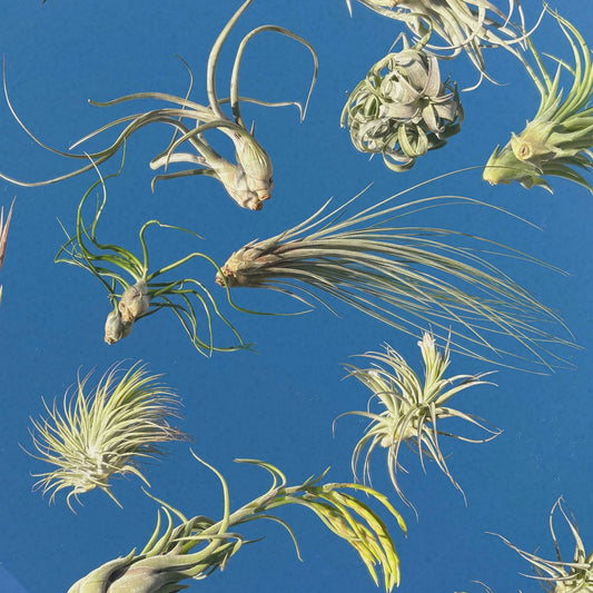 The Starter Set of Tillandsia Air Plants