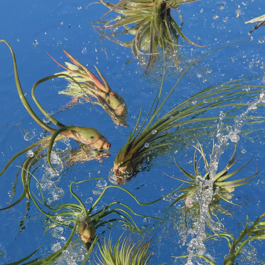 The Starter Set of Tillandsia Air Plants
