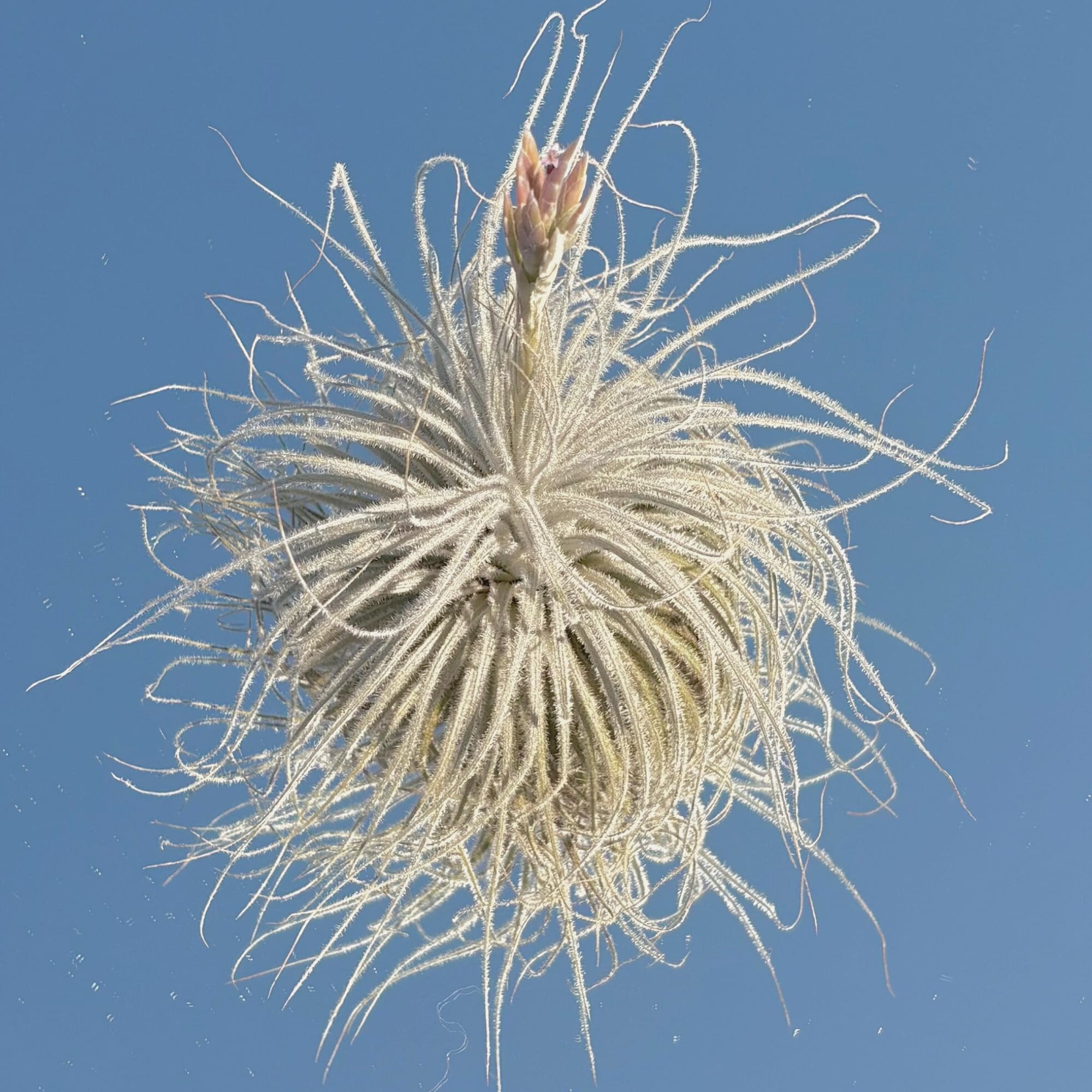 tectorum air plant care Tillandsia Tectorum Air Plant – My Store