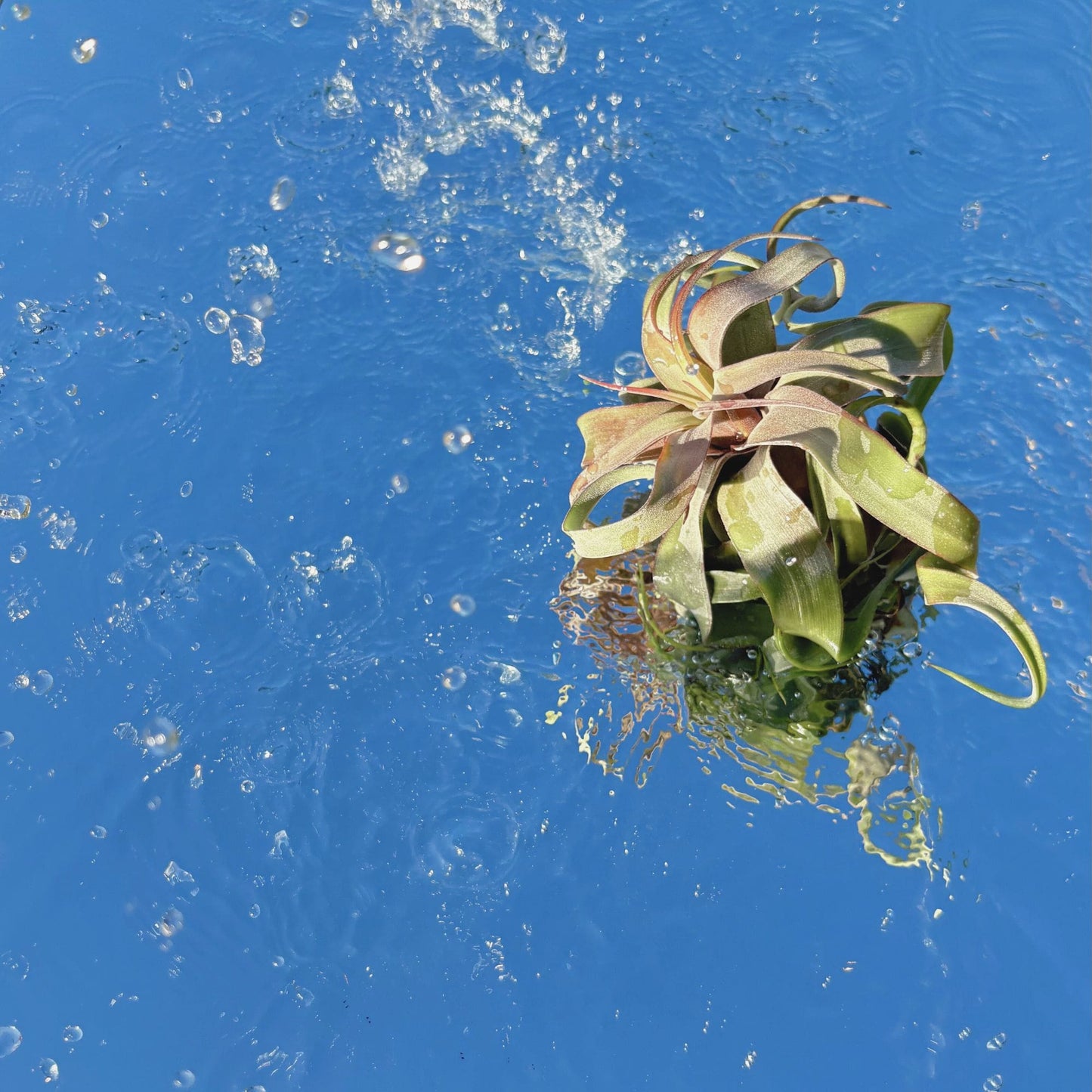 The Tillandsia Streptophylla Air Plant