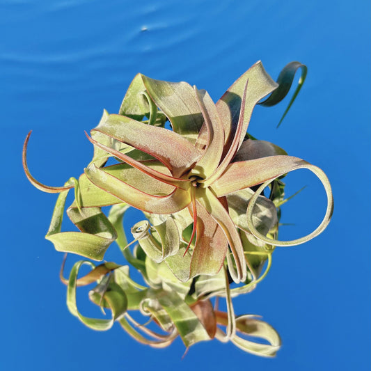 The Tillandsia Streptophylla Air Plant