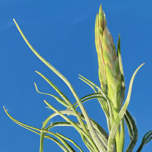 The Tillandsia Caput Medusae Air Plant