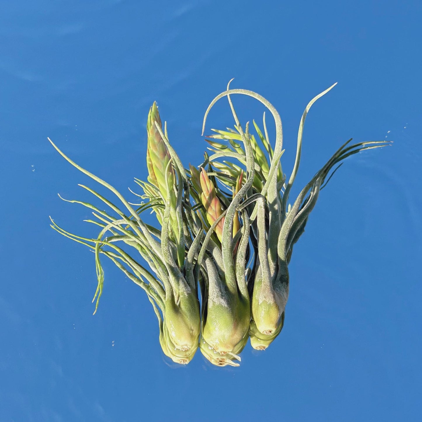 The Tillandsia Caput Medusae Air Plant