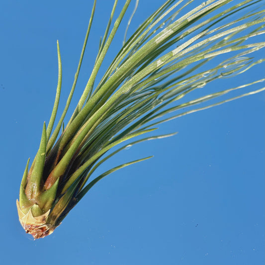 The Tillandsia Juncea Air Plant