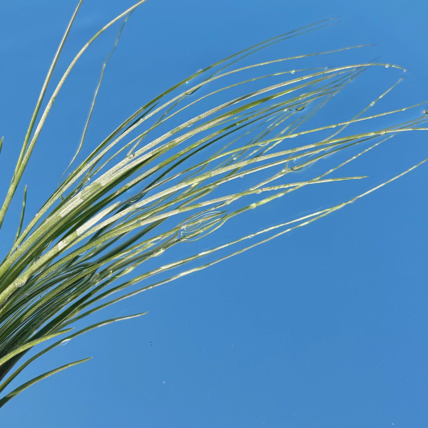 The Tillandsia Juncea Air Plant