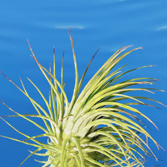 The Tillandsia Ionantha Guatemala Air Plant