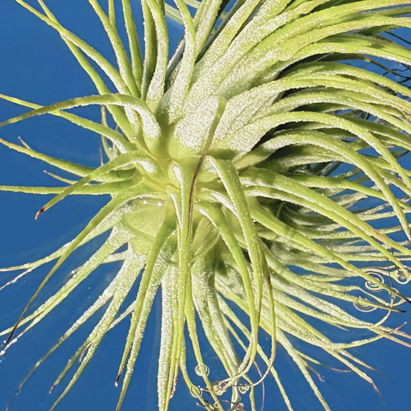 The Tillandsia Ionantha Guatemala Air Plant