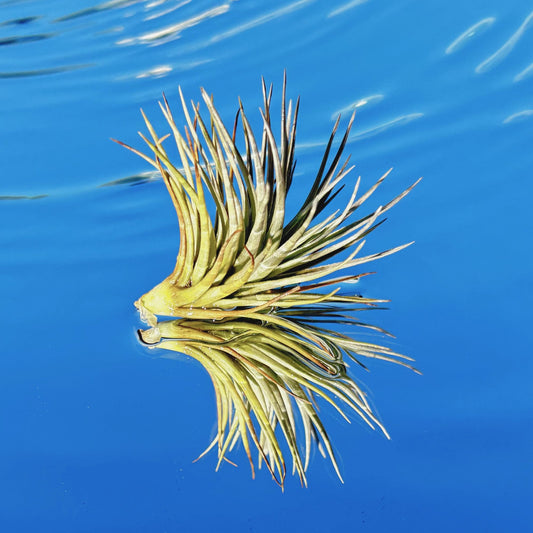 The Tillandsia Tenufolia Air Plant