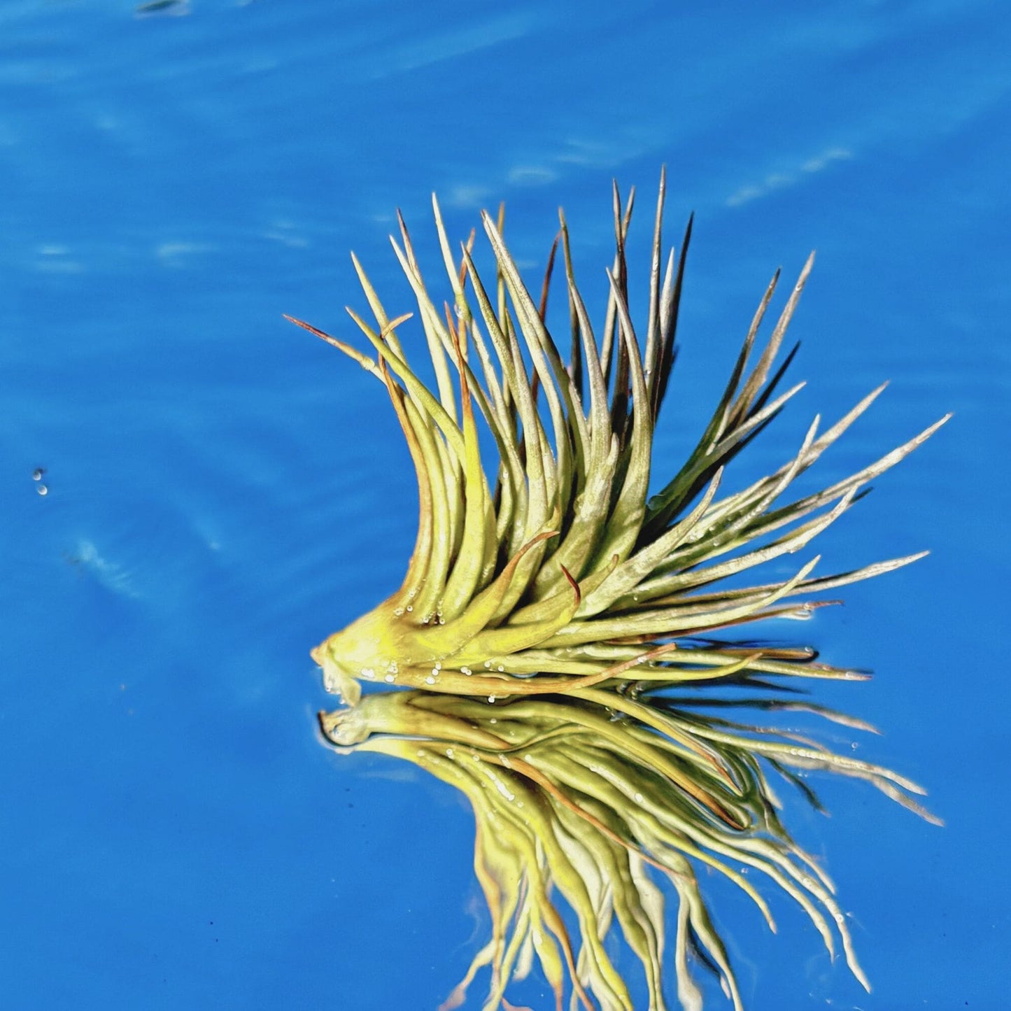 The Tillandsia Tenufolia Air Plant