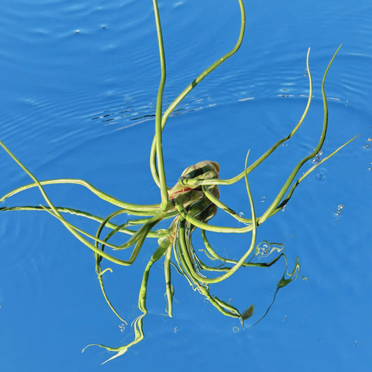 The Tillandsia Bulbosa Belize Air Plant