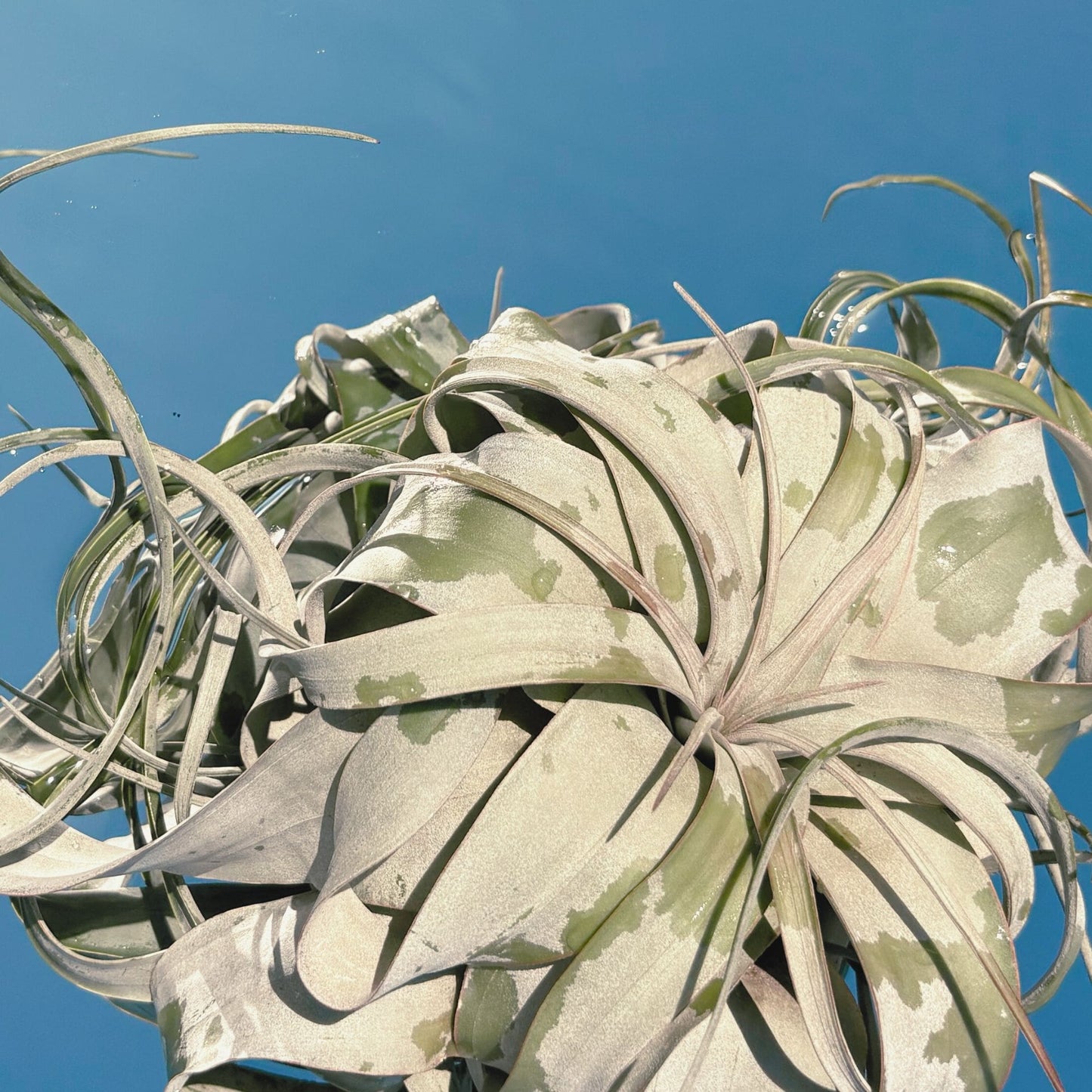 The Tillandsia Xerographica Air Plant