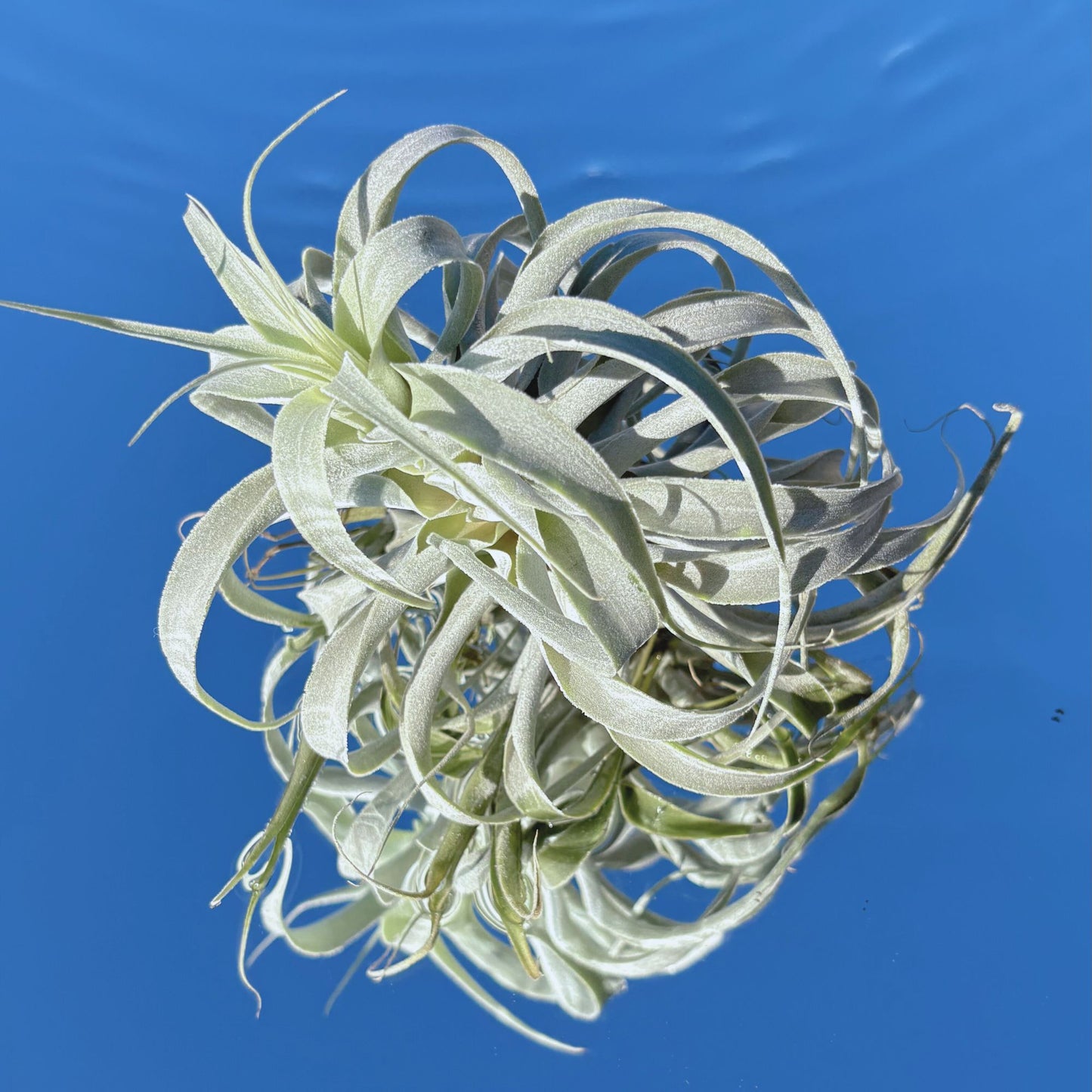 The Tillandsia Cacticola Air Plant