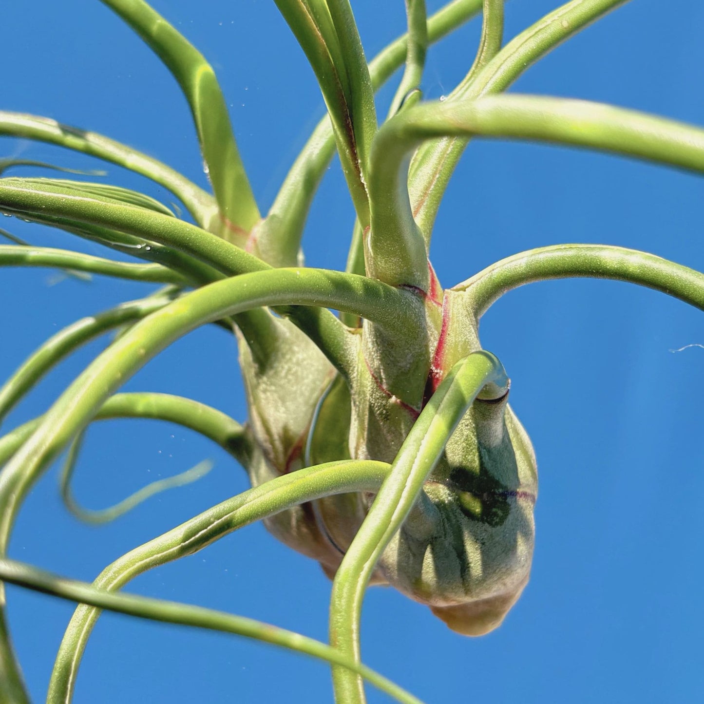 The Tillandsia Bulbosa Belize Air Plant