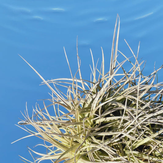 The Tillandsia Tenufolia Air Plant Colony