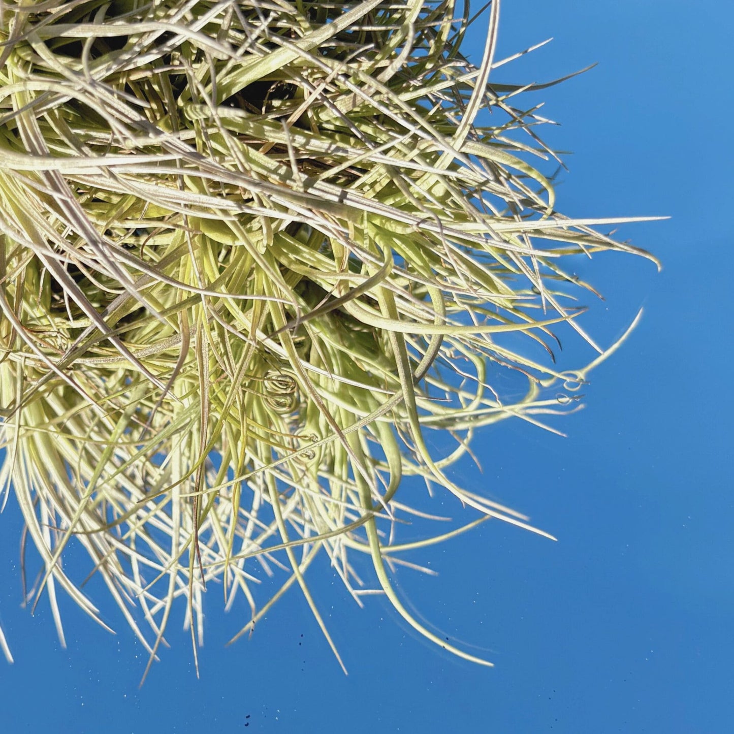 The Tillandsia Tenufolia Air Plant Colony