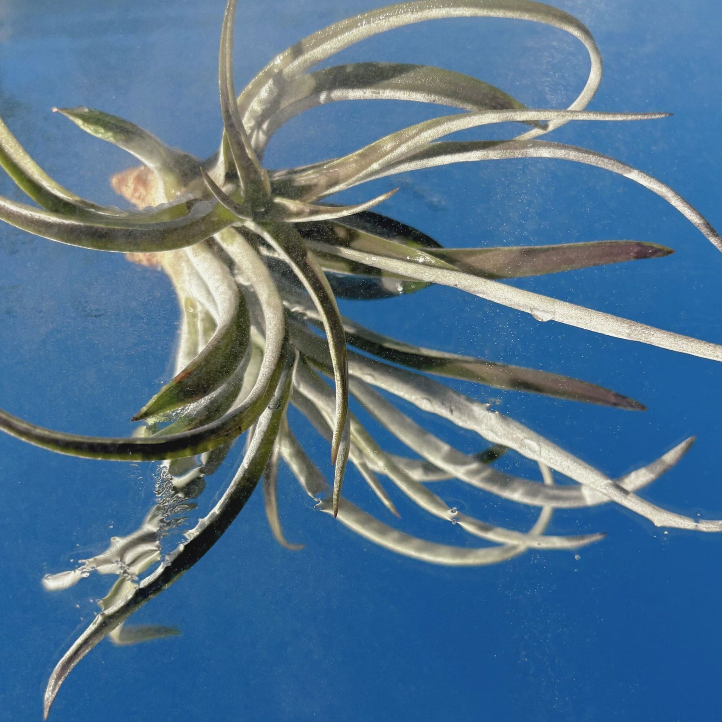 The Tillandsia Harrisii Air Plant