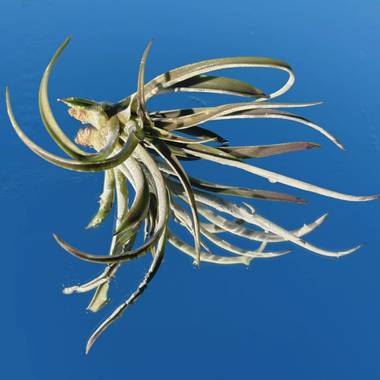 The Tillandsia Harrisii Air Plant