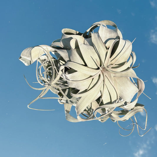 The Tillandsia Xerographica Air Plant