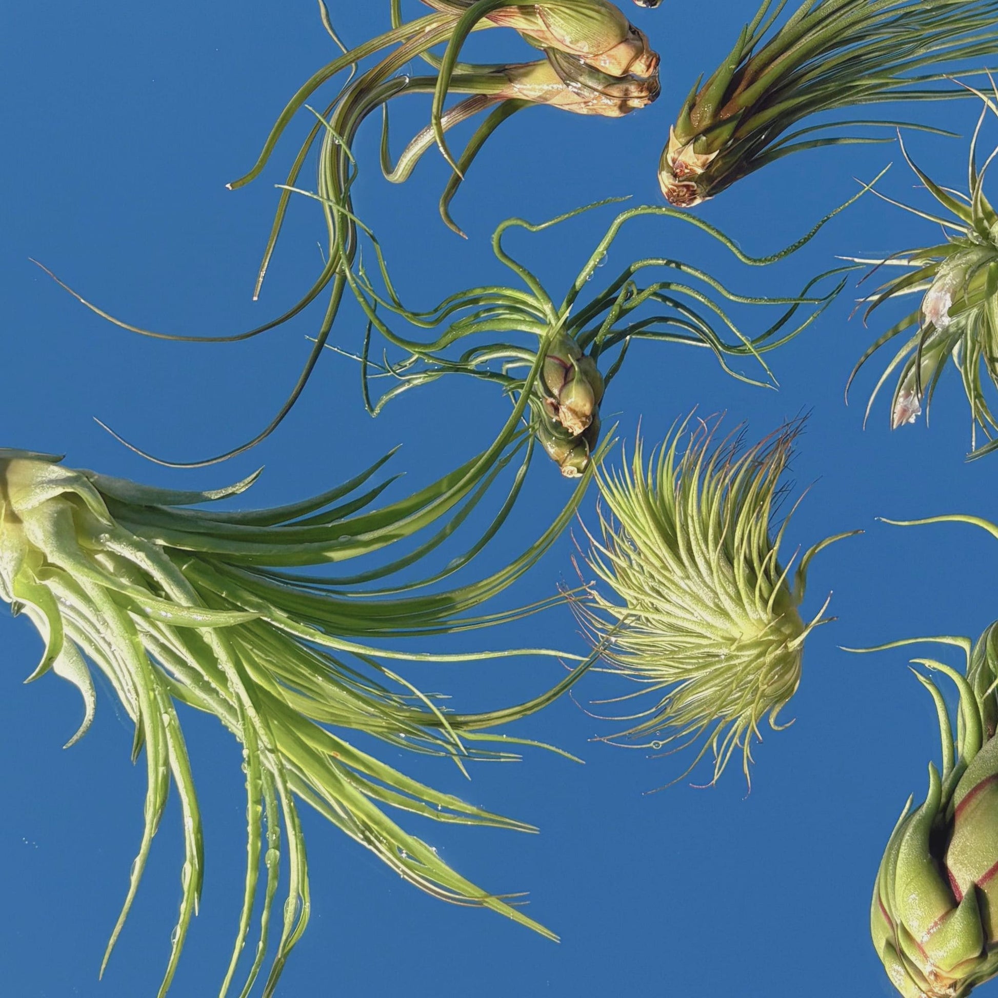 air plant set The Starter Set of Tillandsia Air Plants – My Store