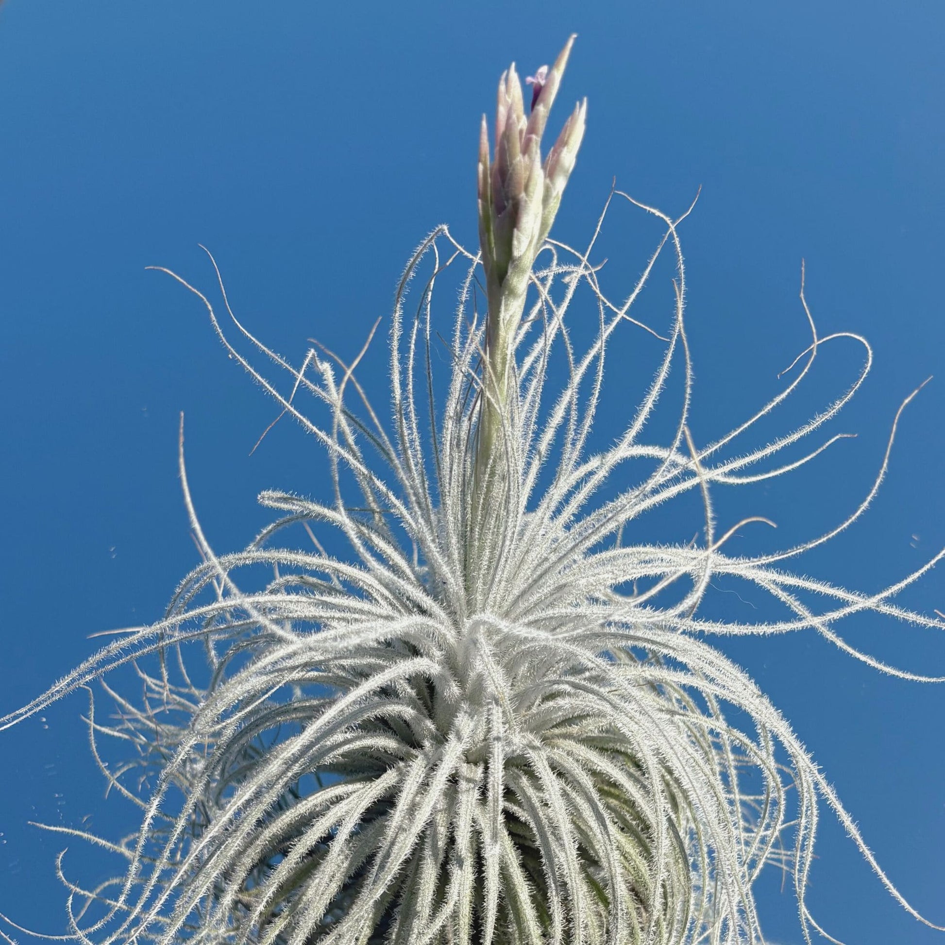 tectorum air plant Tillandsia Tectorum Air Plant – My Store