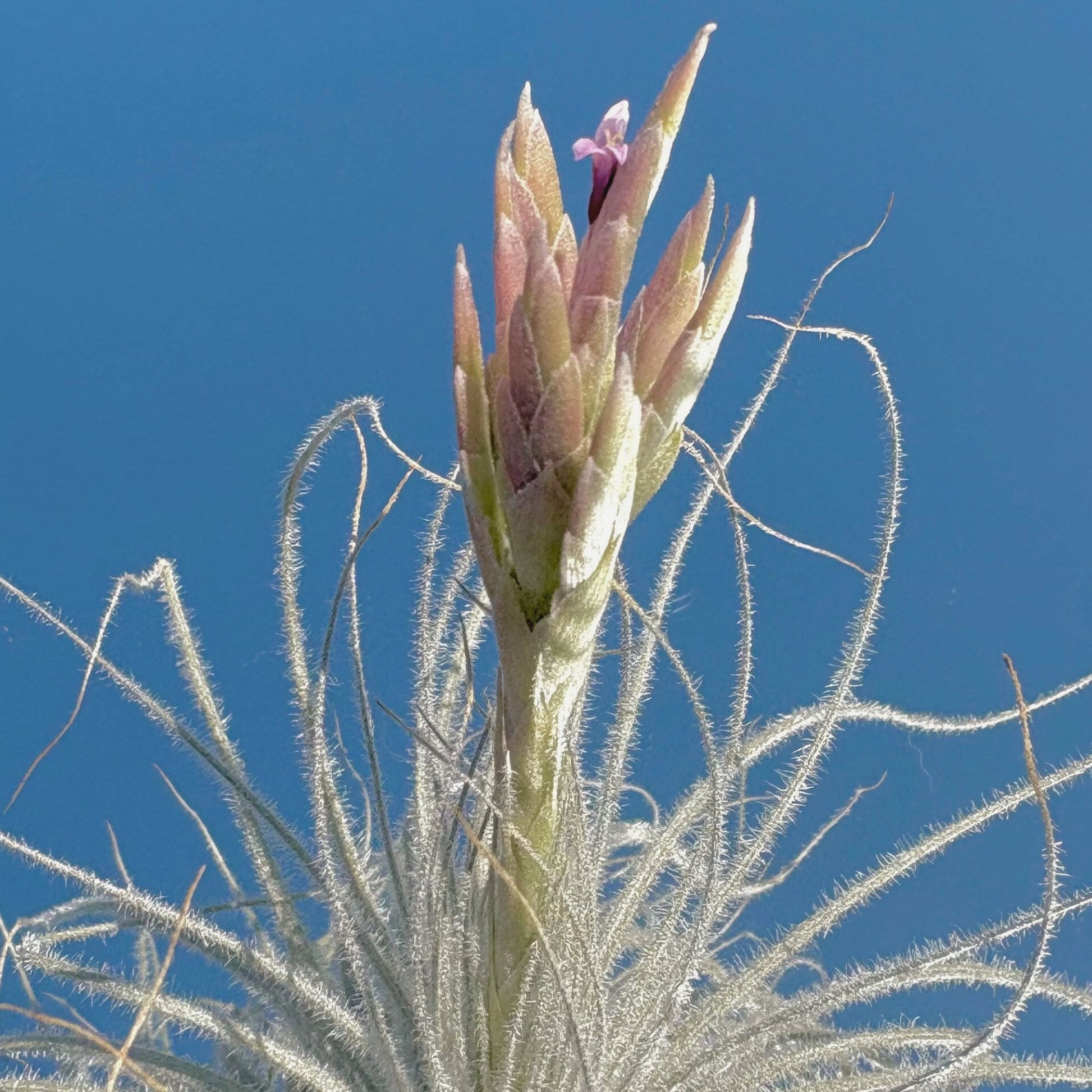 tectorum air plant care Tillandsia Tectorum Air Plant – My Store