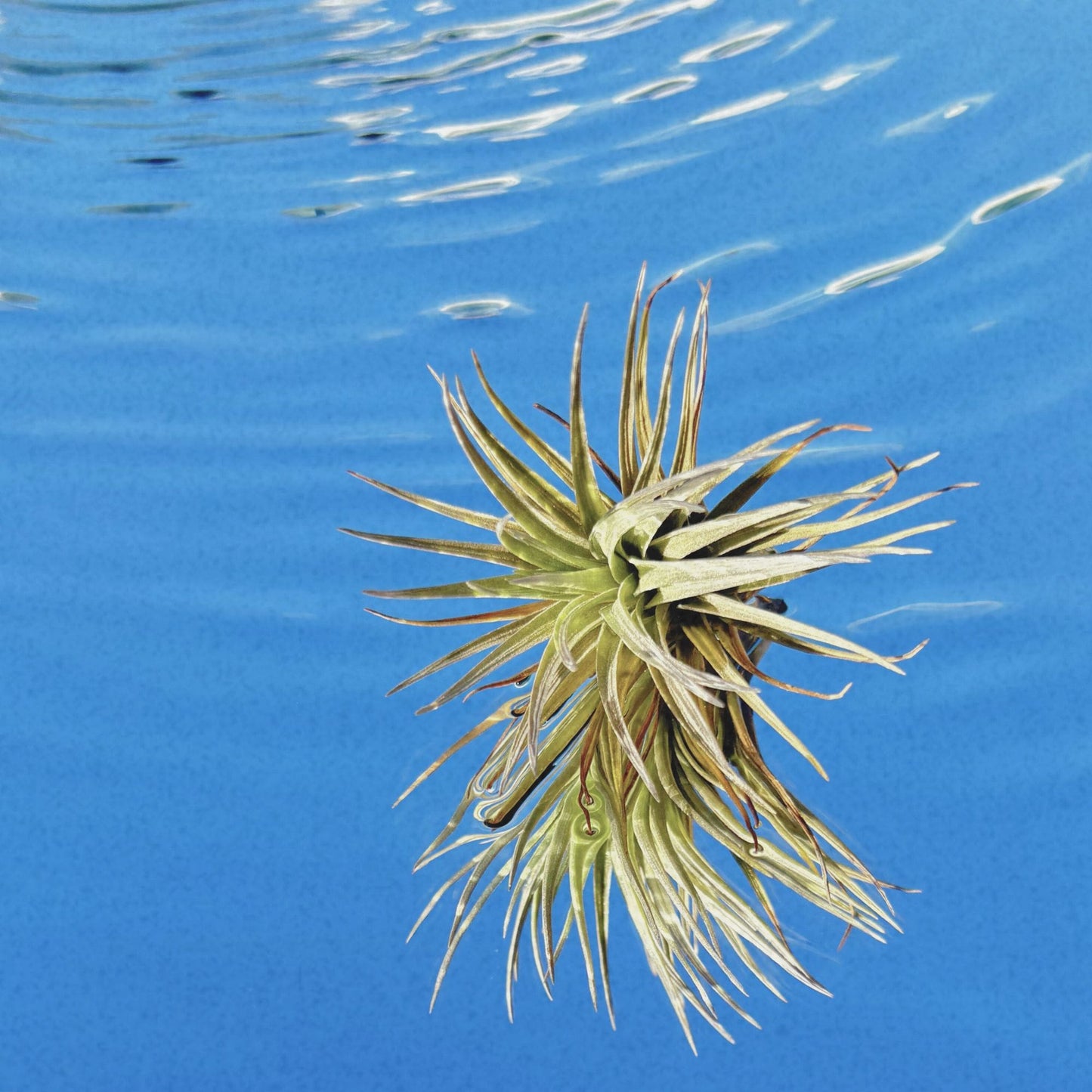 The Tillandsia Tenufolia Air Plant